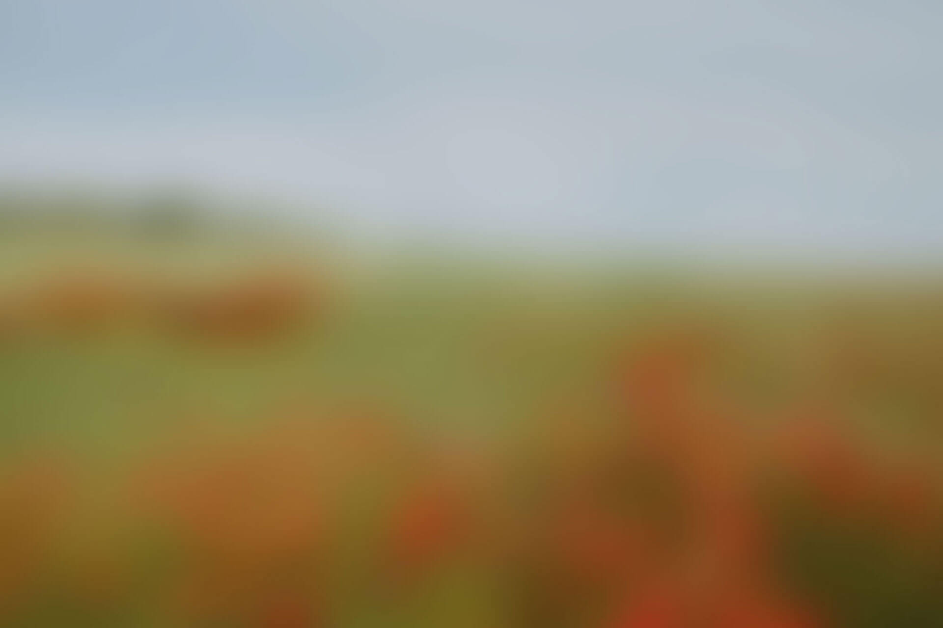 Location ricevimento